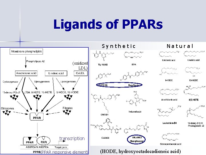 Ligands of PPARs Synthetic Natural (oxidized LDL) transcription (PPAR responsive element) (HODE, hydroxyoctadecadienoic acid)