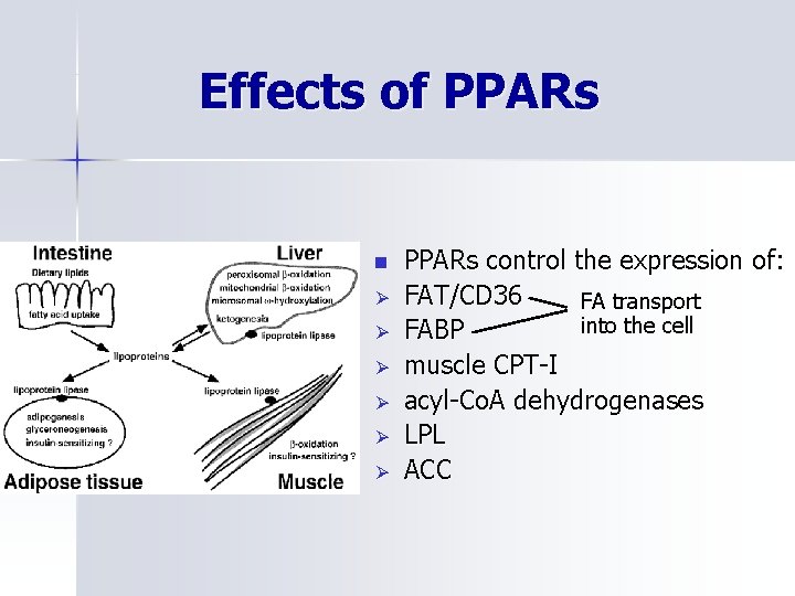 Effects of PPARs n Ø Ø Ø PPARs control the expression of: FAT/CD 36