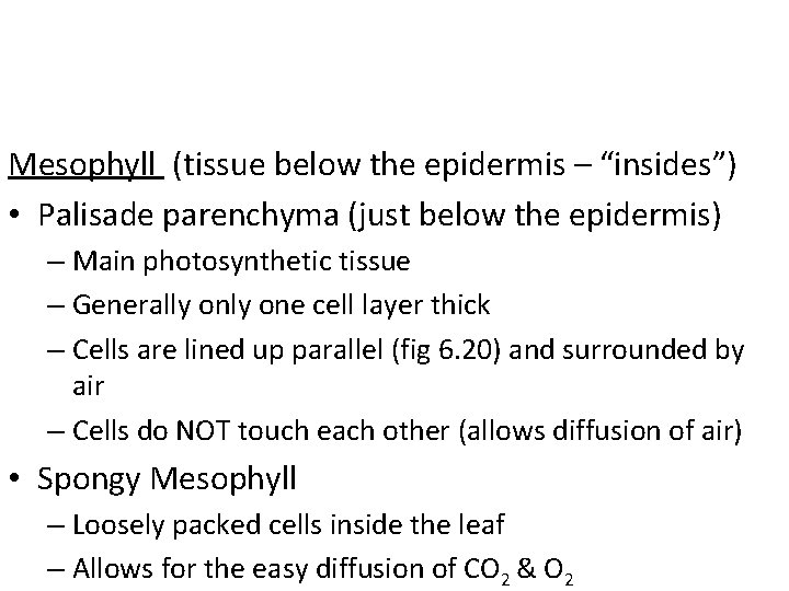 Mesophyll (tissue below the epidermis – “insides”) • Palisade parenchyma (just below the epidermis)