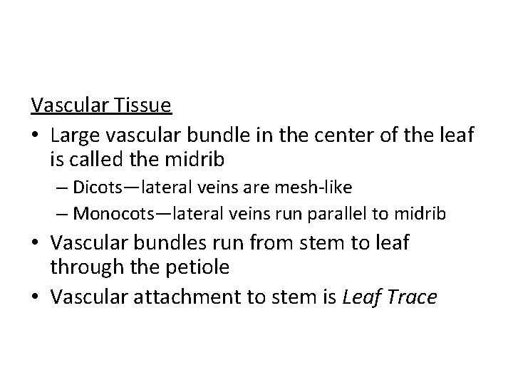 Vascular Tissue • Large vascular bundle in the center of the leaf is called