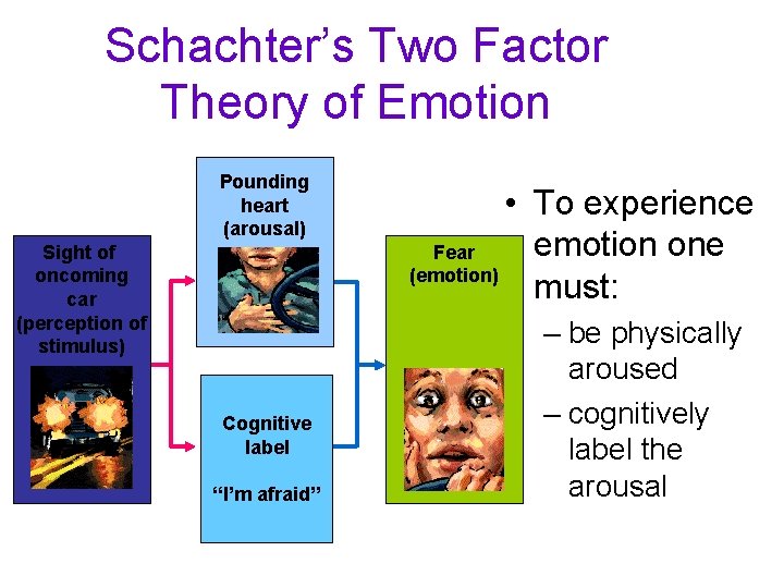 Schachter’s Two Factor Theory of Emotion Pounding heart (arousal) Sight of oncoming car (perception