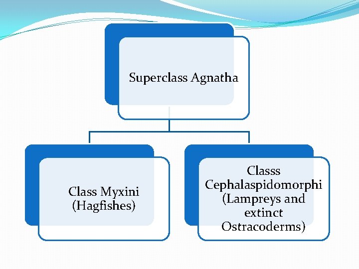 Superclass Agnatha Class Myxini (Hagfishes) Classs Cephalaspidomorphi (Lampreys and extinct Ostracoderms) 
