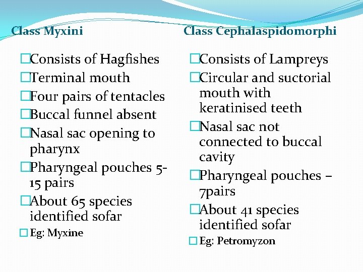 Class Myxini �Consists of Hagfishes �Terminal mouth �Four pairs of tentacles �Buccal funnel absent