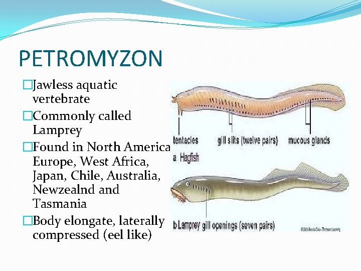 PETROMYZON �Jawless aquatic vertebrate �Commonly called Lamprey �Found in North America, Europe, West Africa,