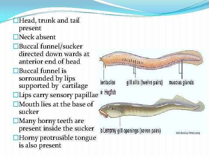 �Head, trunk and tail present �Neck absent �Buccal funnel/sucker directed down wards at anterior