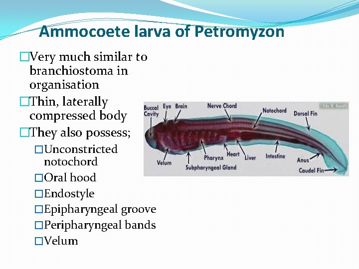 Ammocoete larva of Petromyzon �Very much similar to branchiostoma in organisation �Thin, laterally compressed
