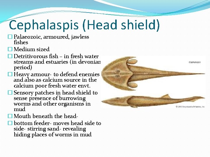 Cephalaspis (Head shield) � Palaeozoic, armoured, jawless fishes � Medium sized � Detritivorous fish