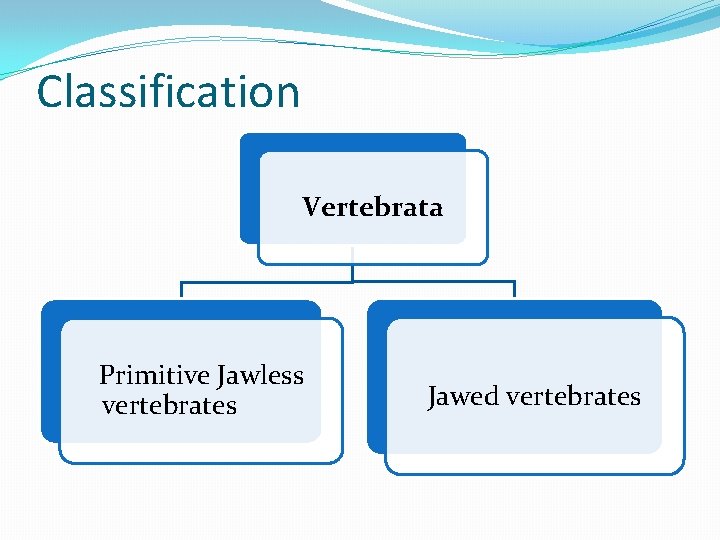 Classification Vertebrata Primitive Jawless vertebrates Jawed vertebrates 