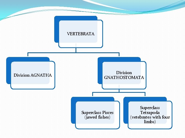 VERTEBRATA Division AGNATHA Division GNATHOSTOMATA Superclass Pisces (jawed fishes) Superclass Tetrapoda (vetebrates with four