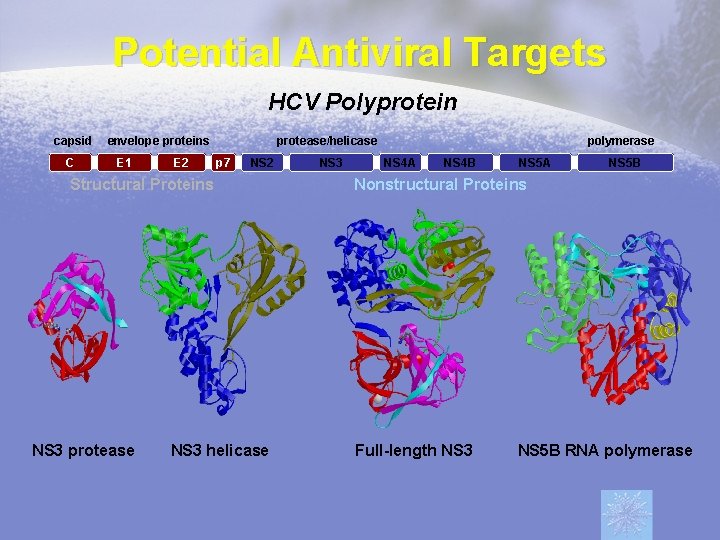 Potential Antiviral Targets HCV Polyprotein capsid C envelope proteins E 1 E 2 protease/helicase