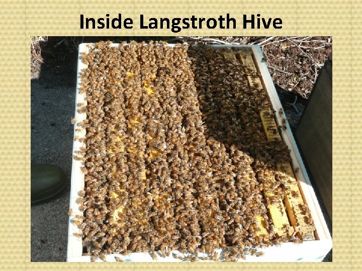 Inside Langstroth Hive 