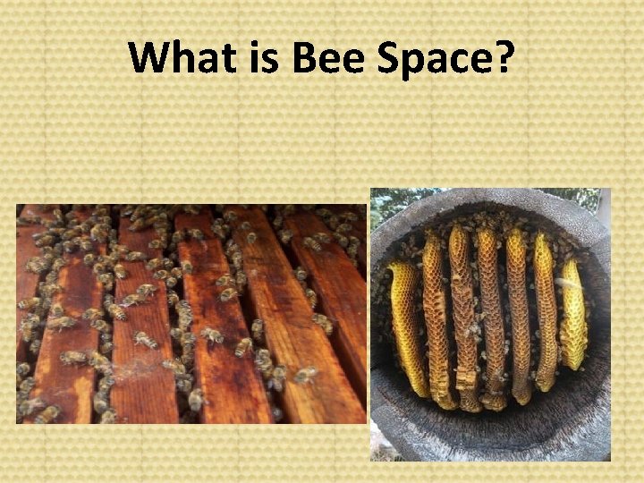 What is Bee Space? 