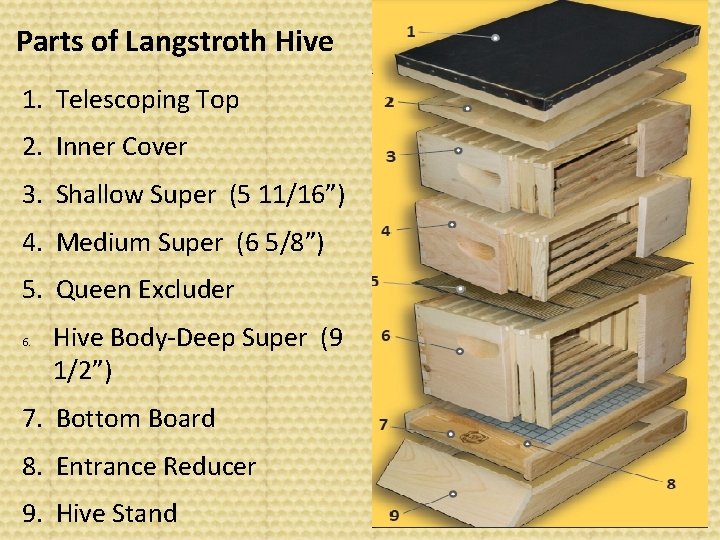 Parts of Langstroth Hive 1. Telescoping Top 2. Inner Cover 3. Shallow Super (5