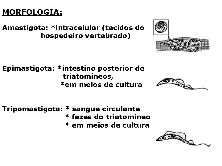 MORFOLOGIA: Amastigota: *intracelular (tecidos do hospedeiro vertebrado) Epimastigota: *intestino posterior de triatomíneos, *em meios