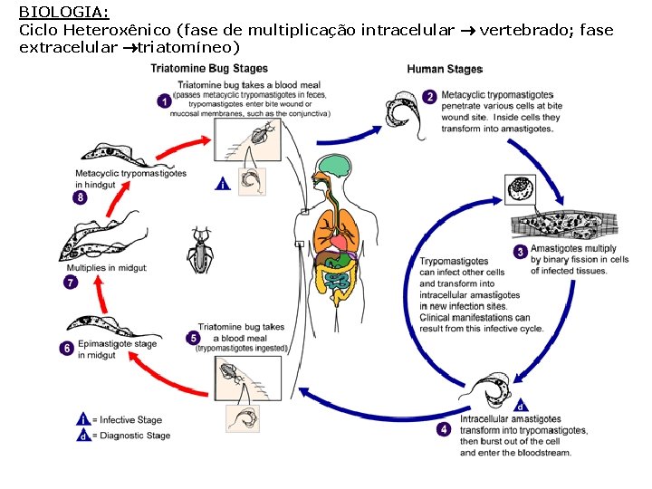 BIOLOGIA: Ciclo Heteroxênico (fase de multiplicação intracelular vertebrado; fase extracelular triatomíneo) 