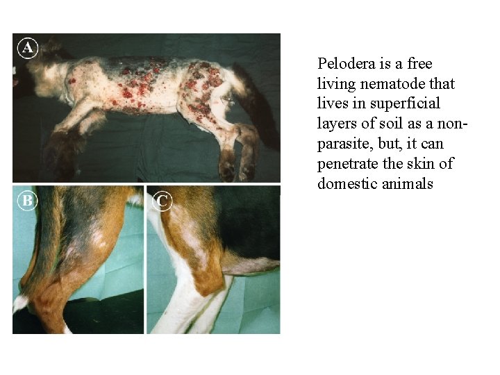 Pelodera is a free living nematode that lives in superficial layers of soil as