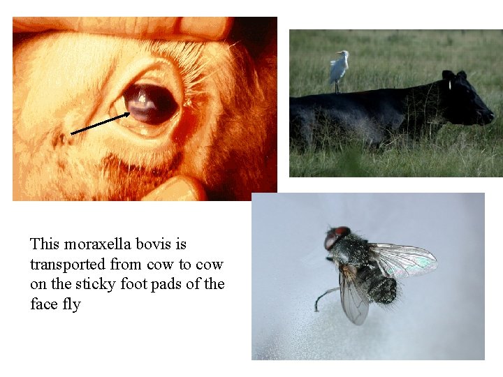 This moraxella bovis is transported from cow to cow on the sticky foot pads