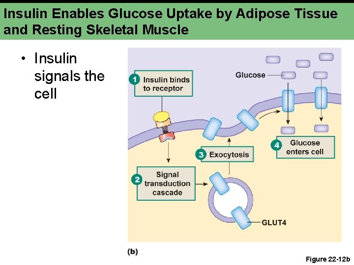 Insulin Enables Glucose Uptake by Adipose Tissue and Resting Skeletal Muscle • Insulin signals