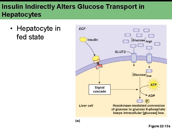 Insulin Indirectly Alters Glucose Transport in Hepatocytes • Hepatocyte in fed state Figure 22