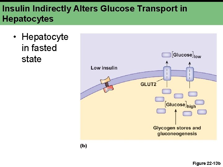 Insulin Indirectly Alters Glucose Transport in Hepatocytes • Hepatocyte in fasted state Figure 22
