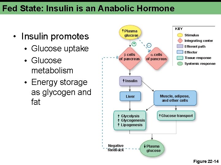 Fed State: Insulin is an Anabolic Hormone • Insulin promotes • Glucose uptake •