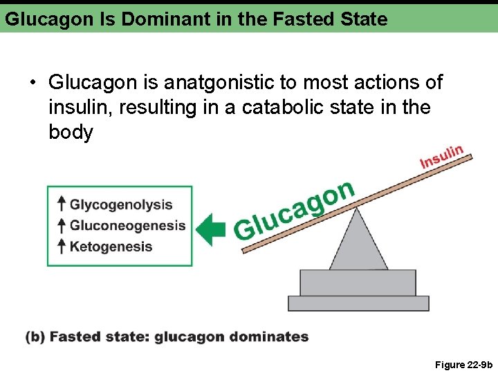 Glucagon Is Dominant in the Fasted State • Glucagon is anatgonistic to most actions