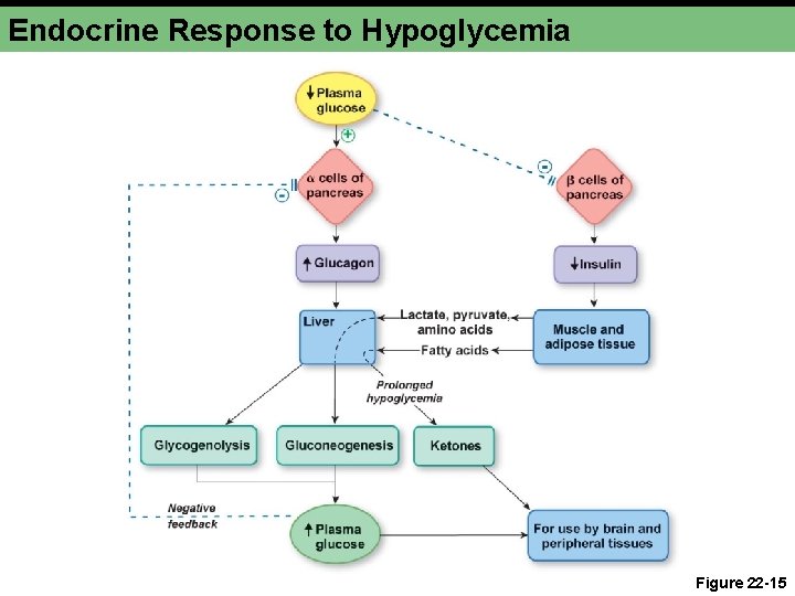 Endocrine Response to Hypoglycemia Figure 22 -15 