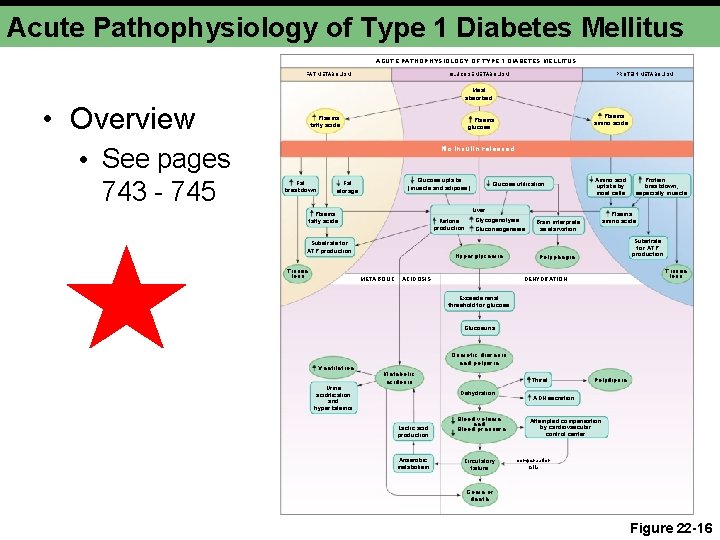 Acute Pathophysiology of Type 1 Diabetes Mellitus ACUTE PATHOPHYSIOLOGY OF TYPE 1 DIABETES MELLITUS