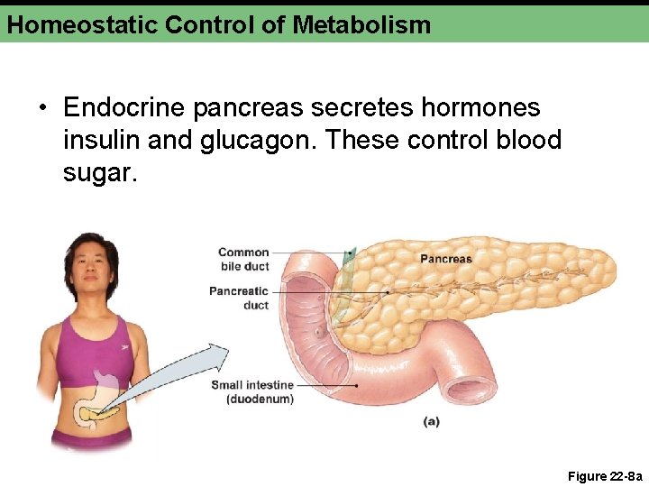 Homeostatic Control of Metabolism • Endocrine pancreas secretes hormones insulin and glucagon. These control