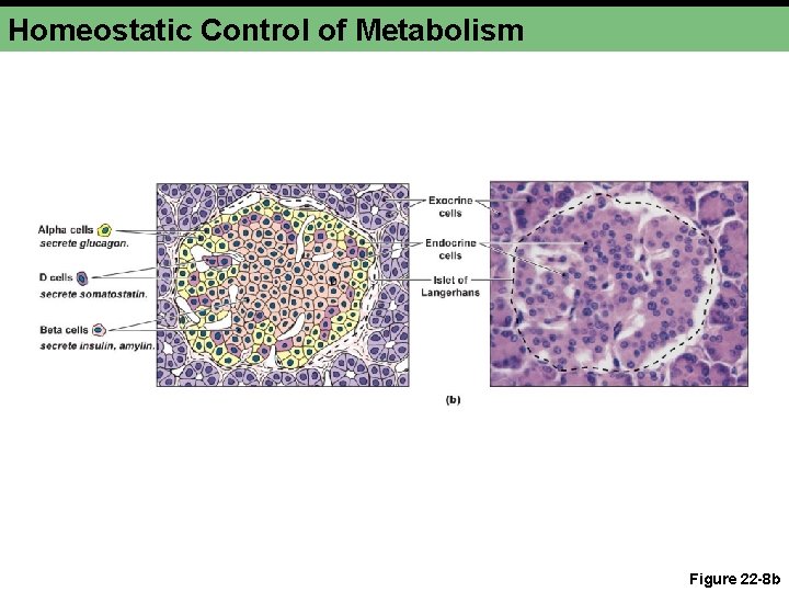 Homeostatic Control of Metabolism Figure 22 -8 b 