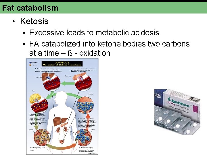 Fat catabolism • Ketosis • Excessive leads to metabolic acidosis • FA catabolized into