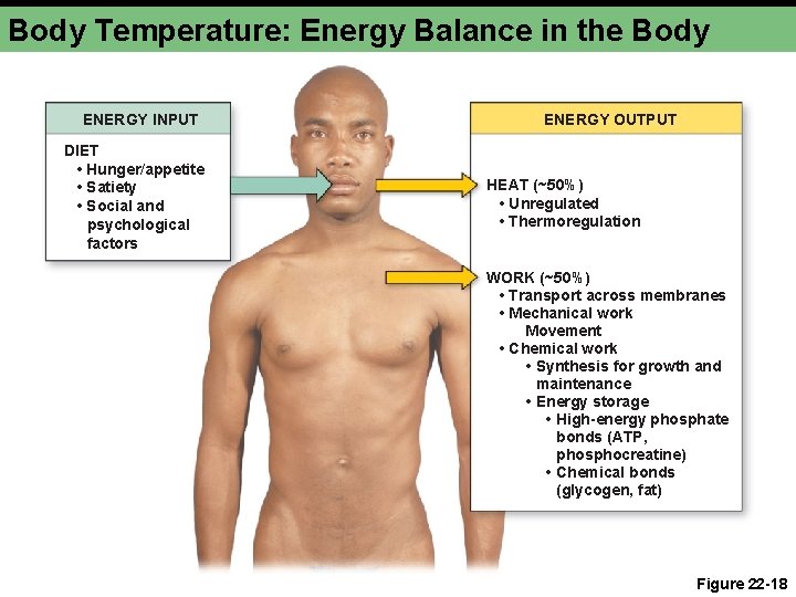 Body Temperature: Energy Balance in the Body ENERGY INPUT DIET • Hunger/appetite • Satiety