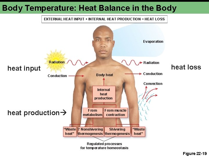 Body Temperature: Heat Balance in the Body EXTERNAL HEAT INPUT + INTERNAL HEAT PRODUCTION