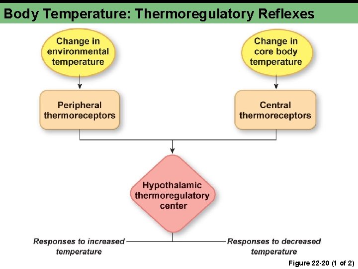 Body Temperature: Thermoregulatory Reflexes Figure 22 -20 (1 of 2) 