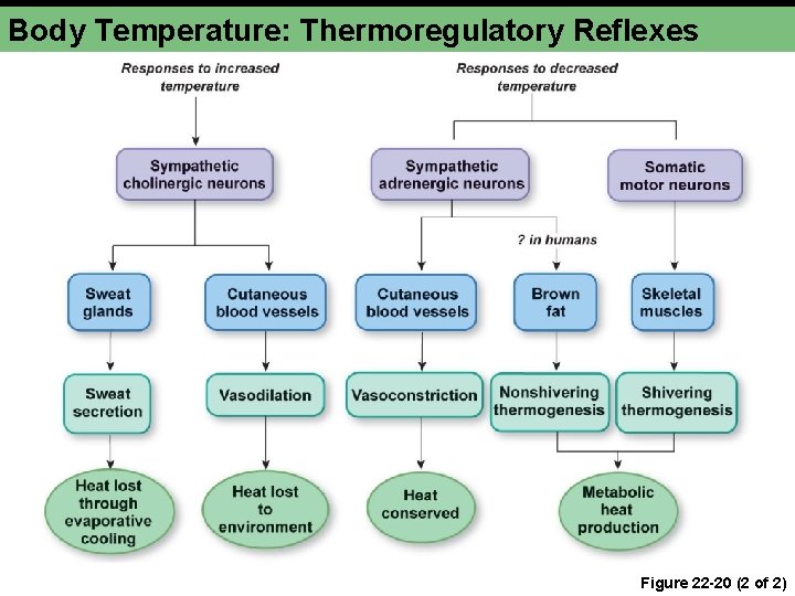 Body Temperature: Thermoregulatory Reflexes Figure 22 -20 (2 of 2) 