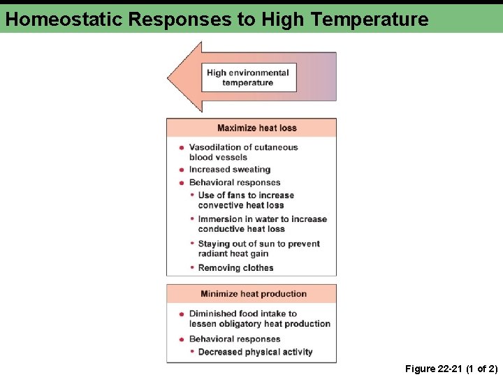 Homeostatic Responses to High Temperature Figure 22 -21 (1 of 2) 