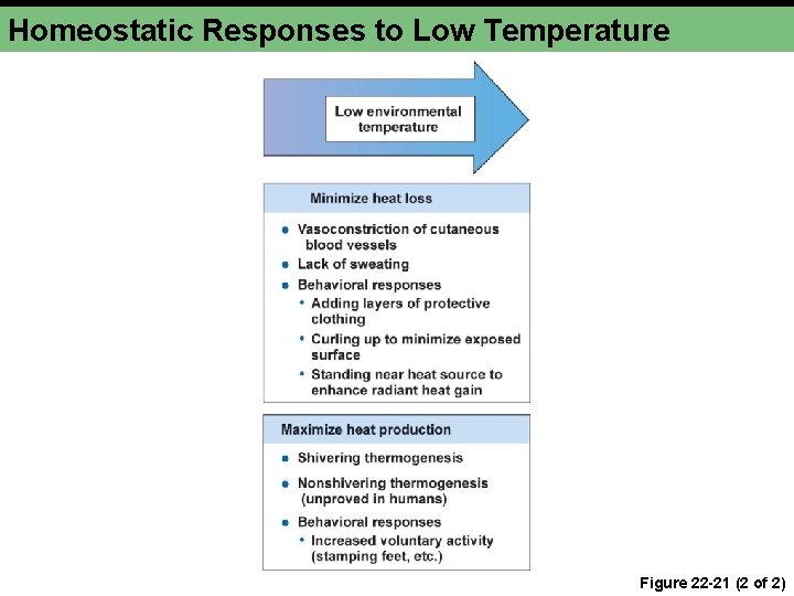 Homeostatic Responses to Low Temperature Figure 22 -21 (2 of 2) 