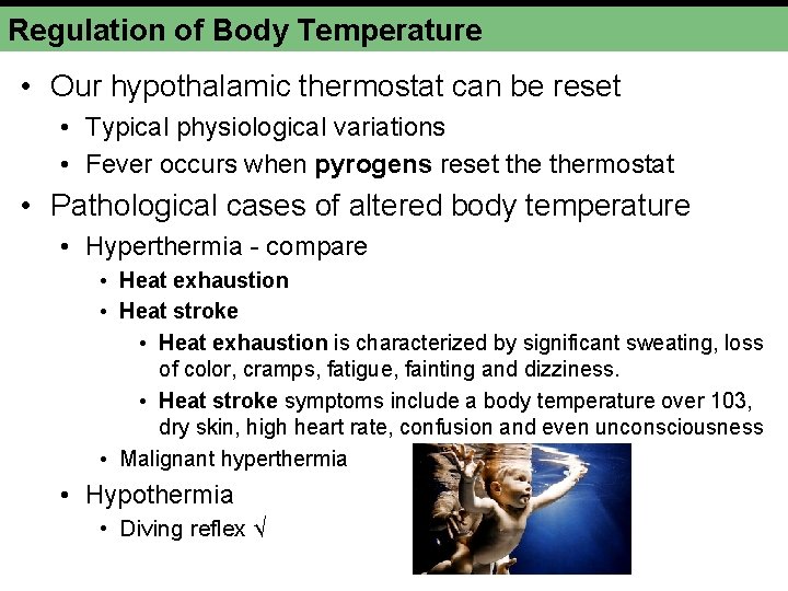 Regulation of Body Temperature • Our hypothalamic thermostat can be reset • Typical physiological