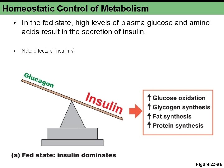 Homeostatic Control of Metabolism • In the fed state, high levels of plasma glucose