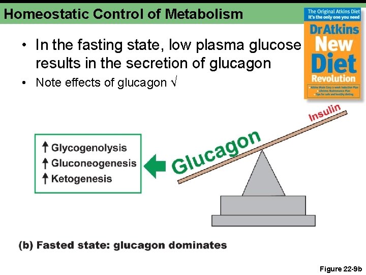 Homeostatic Control of Metabolism • In the fasting state, low plasma glucose results in