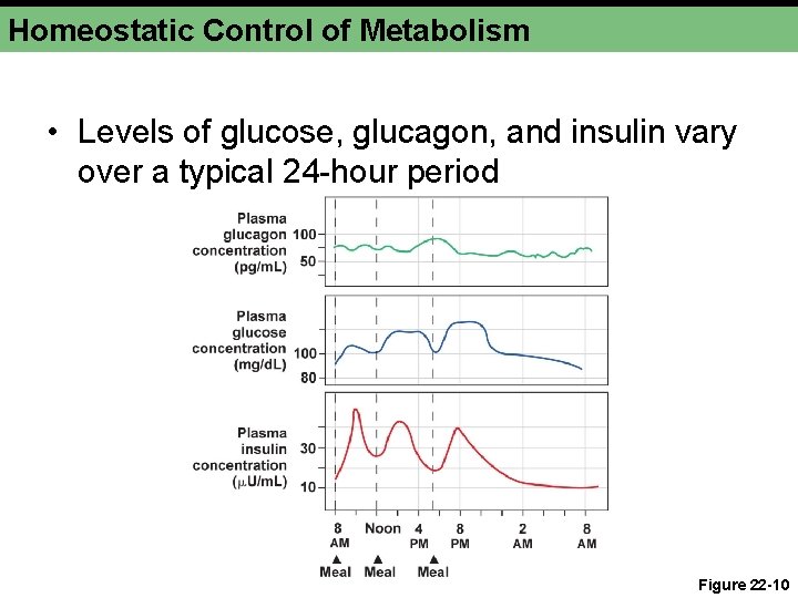 Homeostatic Control of Metabolism • Levels of glucose, glucagon, and insulin vary over a
