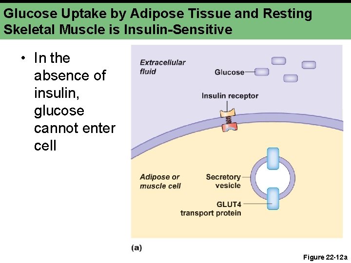 Glucose Uptake by Adipose Tissue and Resting Skeletal Muscle is Insulin-Sensitive • In the