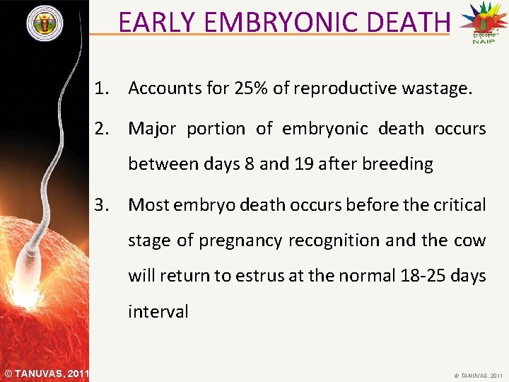 EARLY EMBRYONIC DEATH 1. Accounts for 25% of reproductive wastage. 2. Major portion of