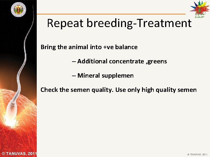 Repeat breeding-Treatment Bring the animal into +ve balance – Additional concentrate , greens –