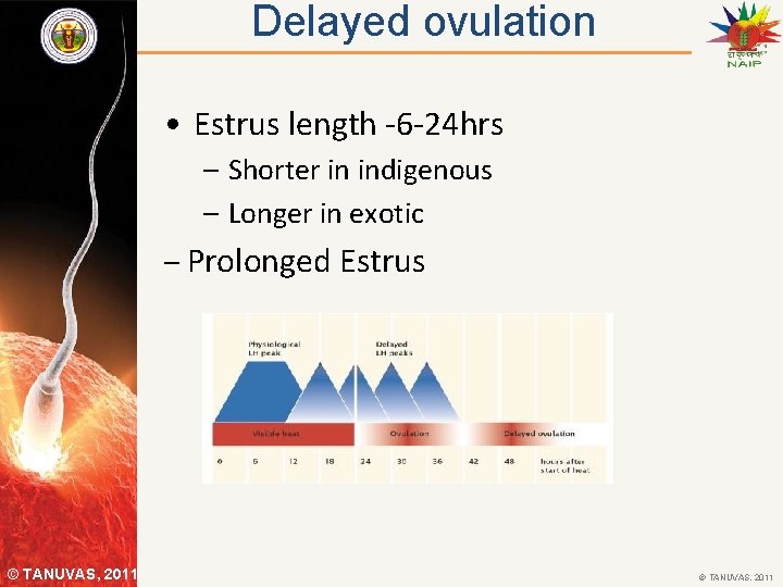 Delayed ovulation • Estrus length -6 -24 hrs – Shorter in indigenous – Longer