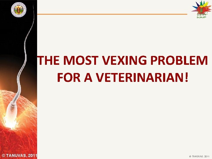THE MOST VEXING PROBLEM FOR A VETERINARIAN! © TANUVAS, 2011 