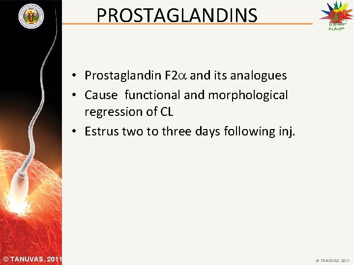 PROSTAGLANDINS • Prostaglandin F 2 a and its analogues • Cause functional and morphological