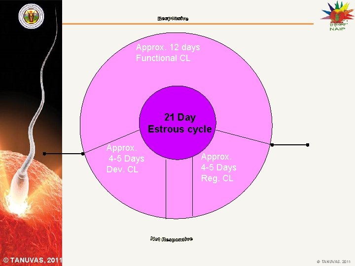 Approx. 12 days Functional CL 21 estrous Day 21 Day Estrous Cyclecycle Approx. 4