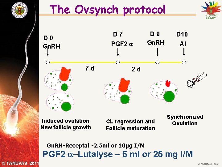 The Ovsynch protocol D 7 D 0 Gn. RH PGF 2 7 d Induced