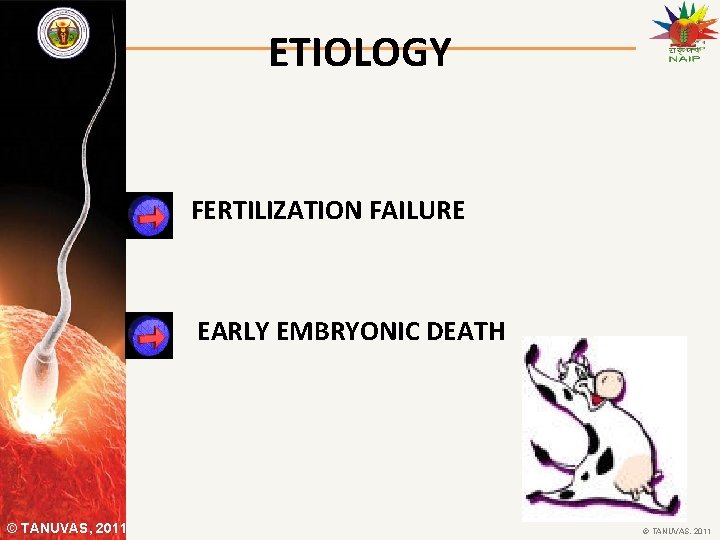 ETIOLOGY FERTILIZATION FAILURE EARLY EMBRYONIC DEATH © TANUVAS, 2011 